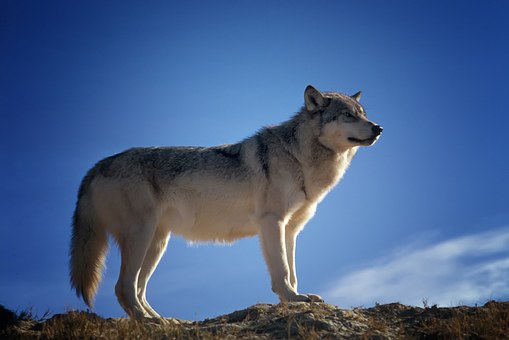 DBV Weidetierhaltung darf nicht durch Wolf in Frage gestellt werden