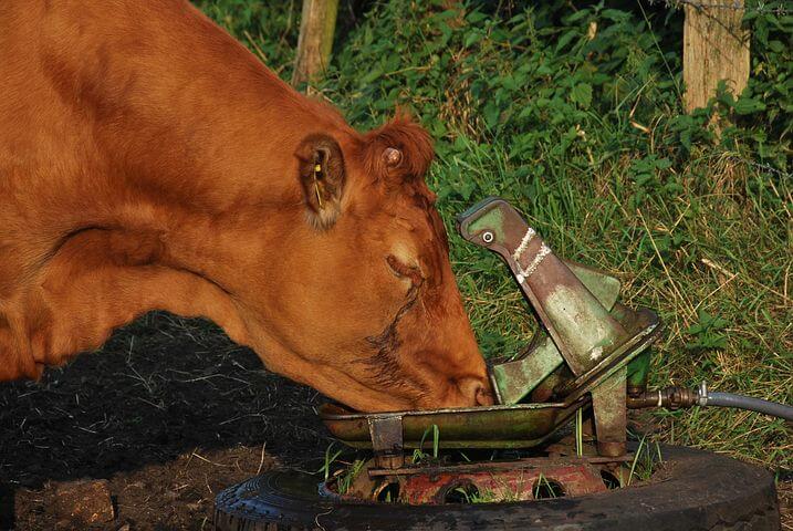 Kühe trinken bis zu 170 Liter Wasser am Tag