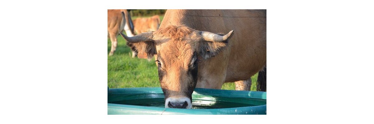 Wichtiges zur Wasserversorgung von Rindern - Tränken für Rinder: Optimale Wasserversorgung auf der Weide