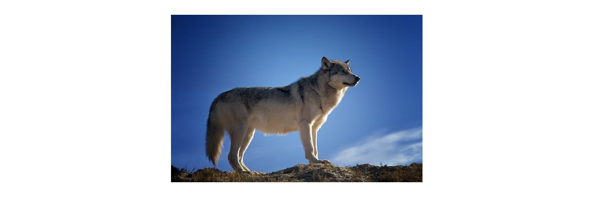 DBV Weidetierhaltung darf nicht durch Wolf in Frage gestellt werden - Die Rückker des Wolfes nach Deutschland | Weidebau