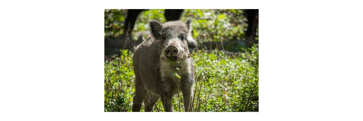 Immer mehr Wildschweine – Maßnahmenpaket beschlossen - Wildabwehrnetz zum Schutz online kaufen
